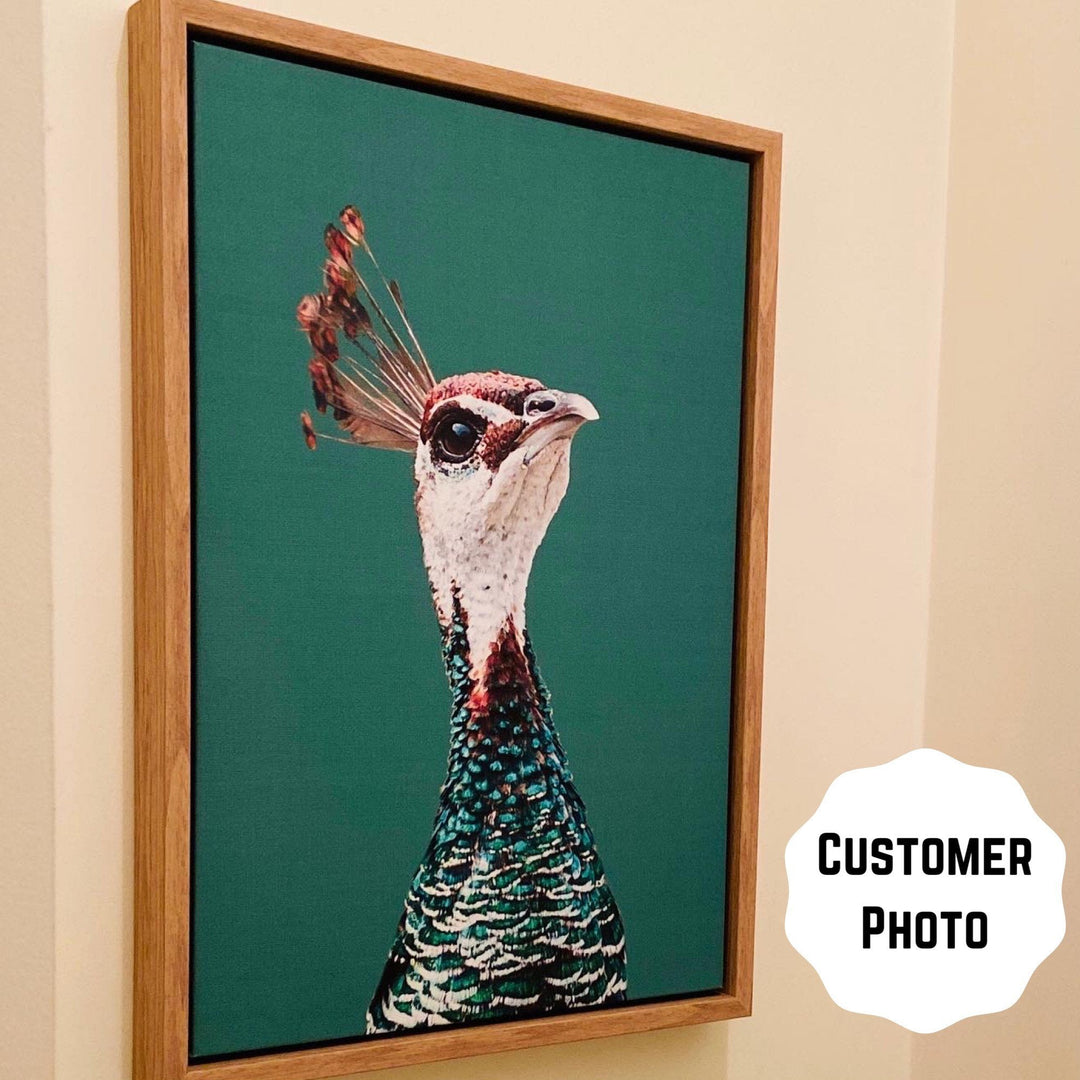 Pea Hen - Green Stretched Canvas Wall Art Peahen/Peafowl Bird Australia - I Heart Wall Art