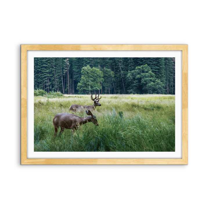 Peaceful Deer - Illustrated Nature Landscape, Stretched Canvas or Wall Art Print - I Heart Wall Art - Poster Print, Canvas Print or Framed Art Print