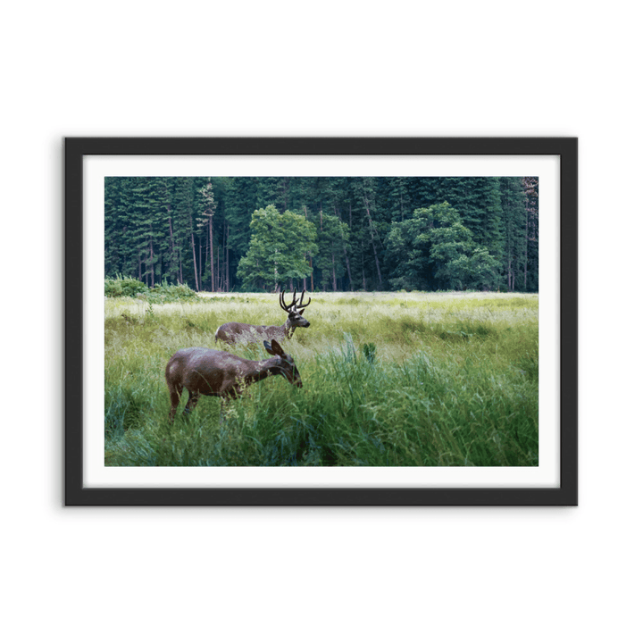 Peaceful Deer - Illustrated Nature Landscape, Stretched Canvas or Wall Art Print - I Heart Wall Art - Poster Print, Canvas Print or Framed Art Print