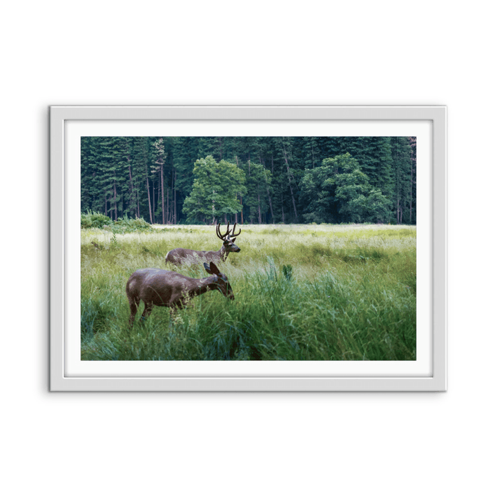 Peaceful Deer - Illustrated Nature Landscape, Stretched Canvas or Wall Art Print - I Heart Wall Art - Poster Print, Canvas Print or Framed Art Print