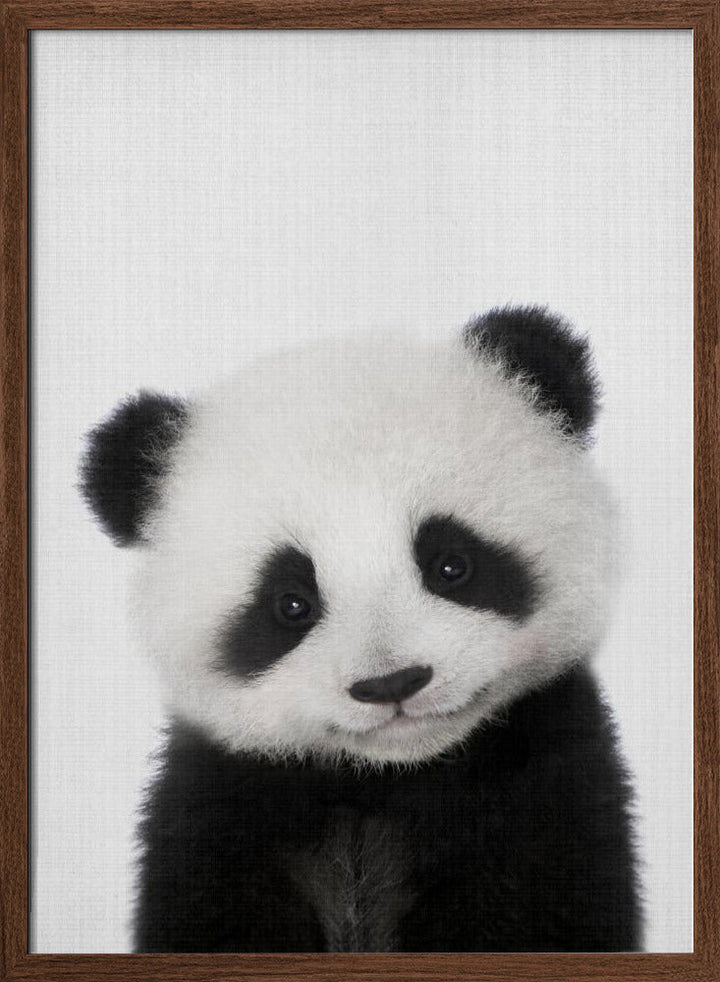 Peekaboo Baby Panda - Stretched Canvas, Poster or Fine Art Print I Heart Wall Art