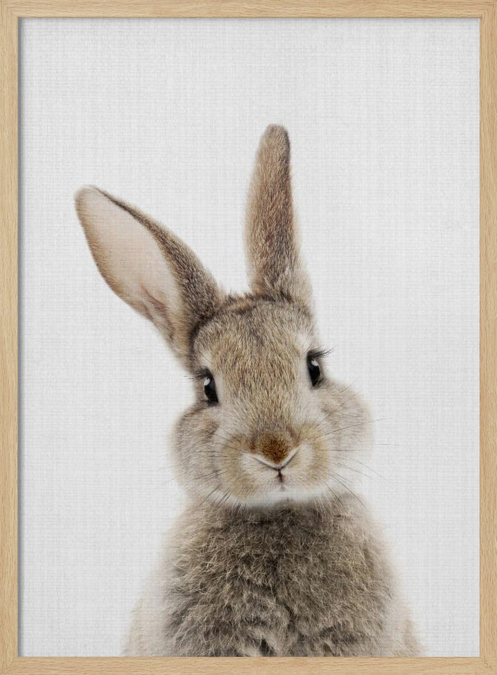 Peekaboo Bunny - Stretched Canvas, Poster or Fine Art Print I Heart Wall Art