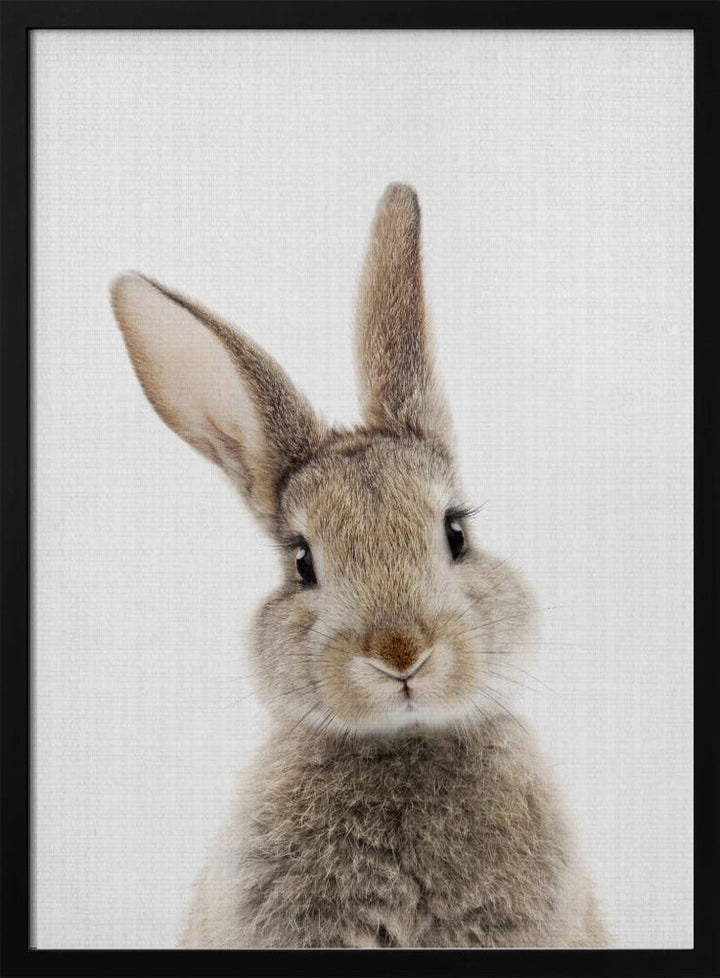 Peekaboo Bunny - Stretched Canvas, Poster or Fine Art Print I Heart Wall Art