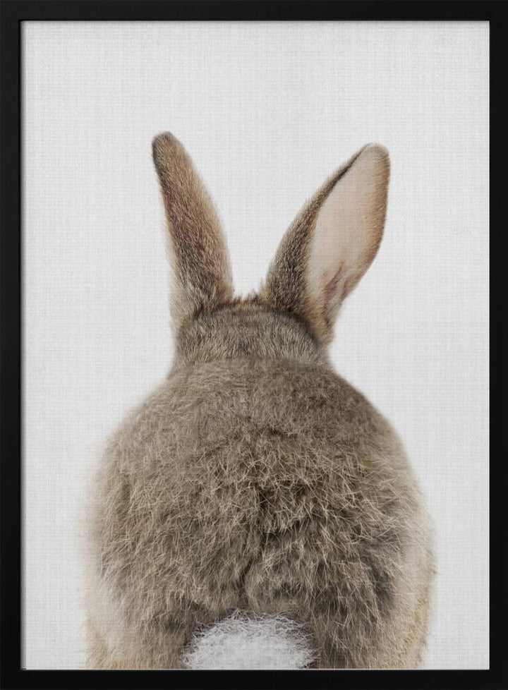 Peekaboo Bunny Tail - Stretched Canvas, Poster or Fine Art Print I Heart Wall Art