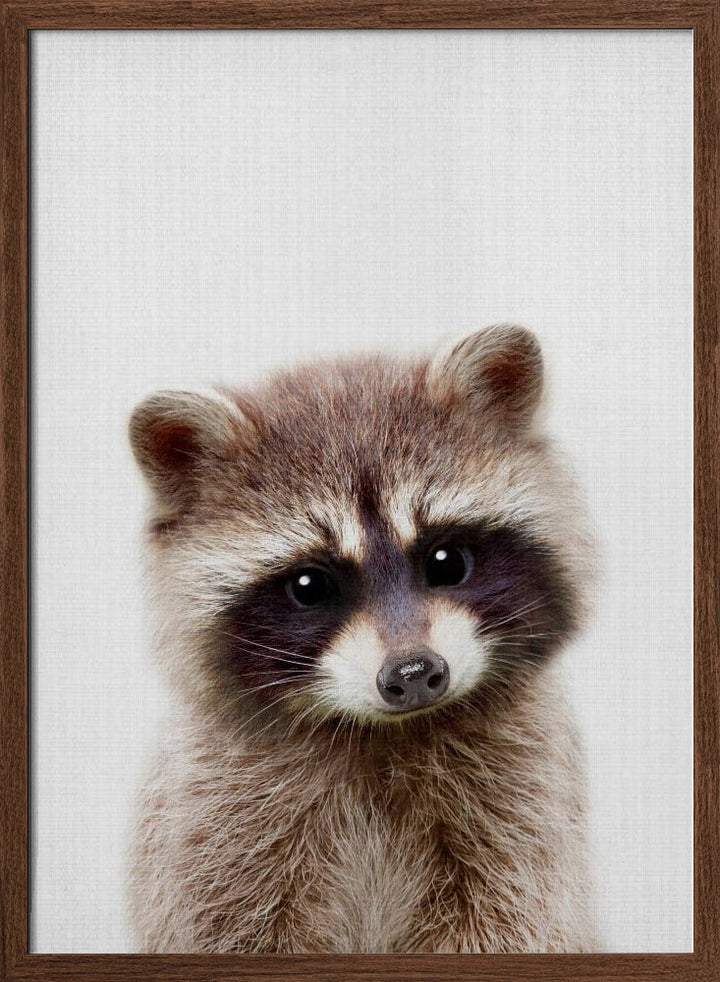 Peekaboo Raccoon - Stretched Canvas, Poster or Fine Art Print I Heart Wall Art