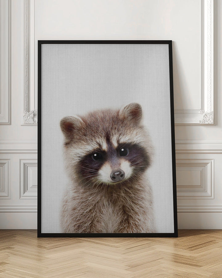 Peekaboo Raccoon - Stretched Canvas, Poster or Fine Art Print I Heart Wall Art