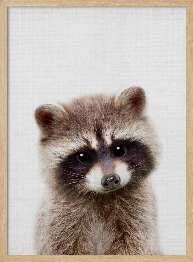 Peekaboo Raccoon - Stretched Canvas, Poster or Fine Art Print I Heart Wall Art
