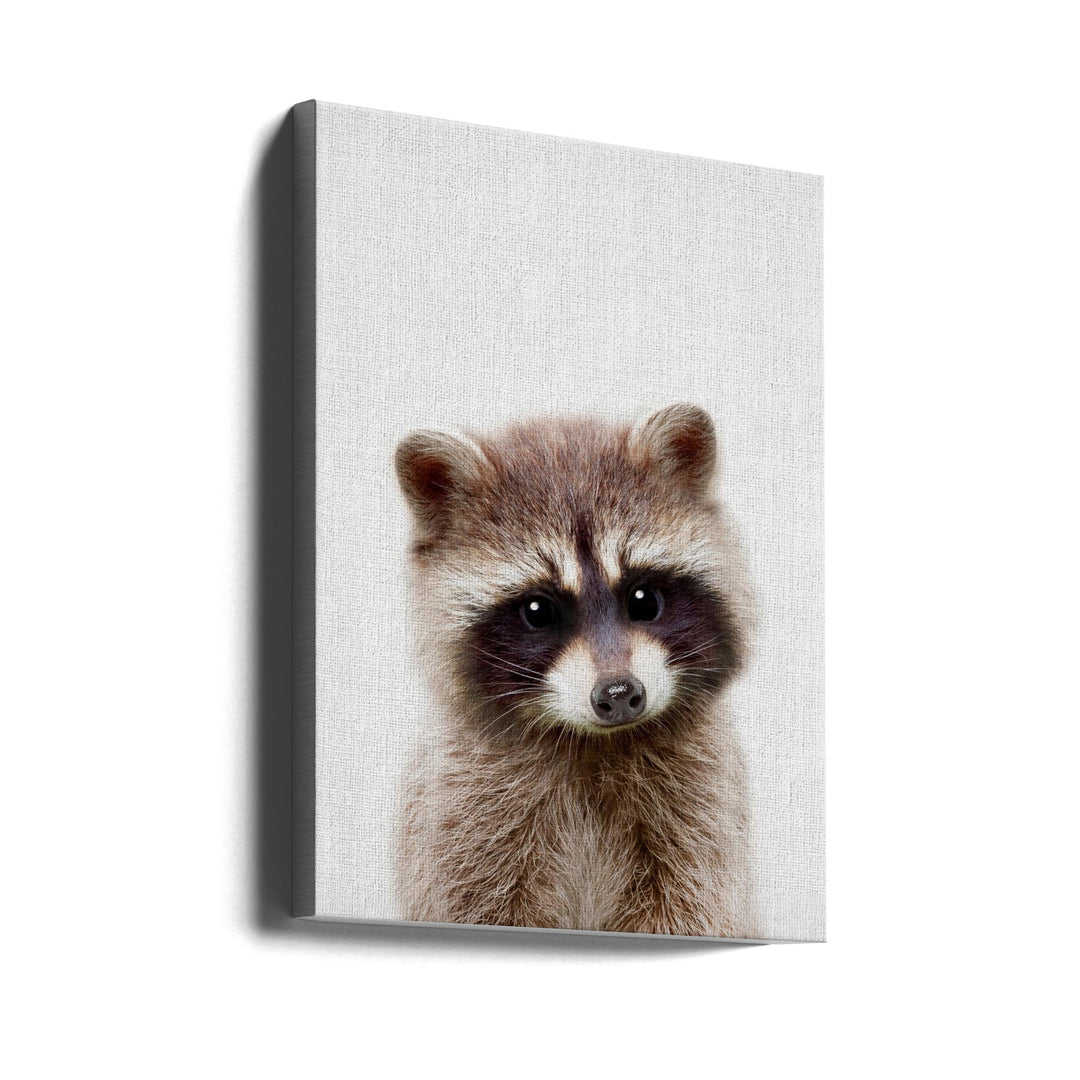 Peekaboo Raccoon - Stretched Canvas, Poster or Fine Art Print I Heart Wall Art