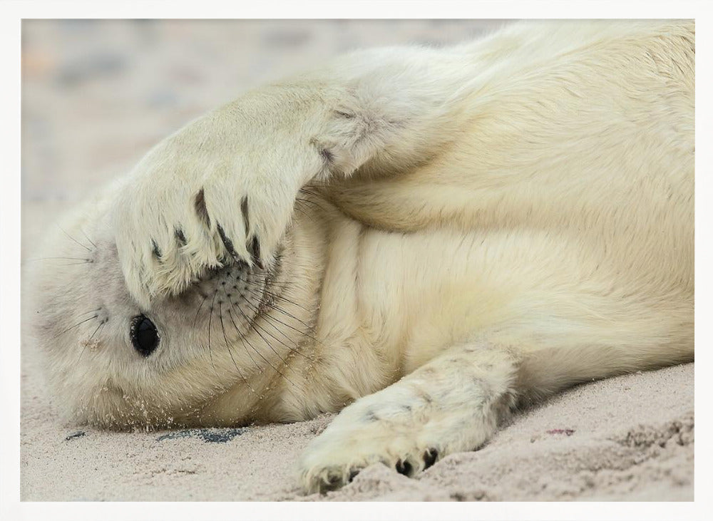 Peekaboo - Stretched Canvas, Poster or Fine Art Print I Heart Wall Art