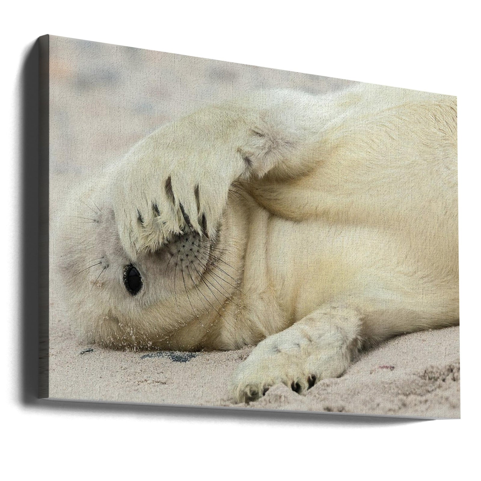 Peekaboo - Stretched Canvas, Poster or Fine Art Print I Heart Wall Art