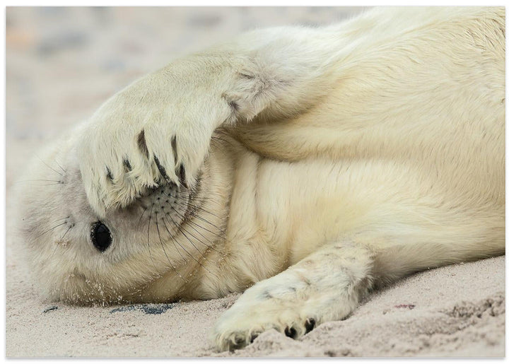 Peekaboo - Stretched Canvas, Poster or Fine Art Print I Heart Wall Art