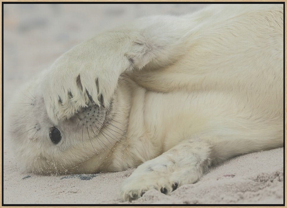 Peekaboo - Stretched Canvas, Poster or Fine Art Print I Heart Wall Art
