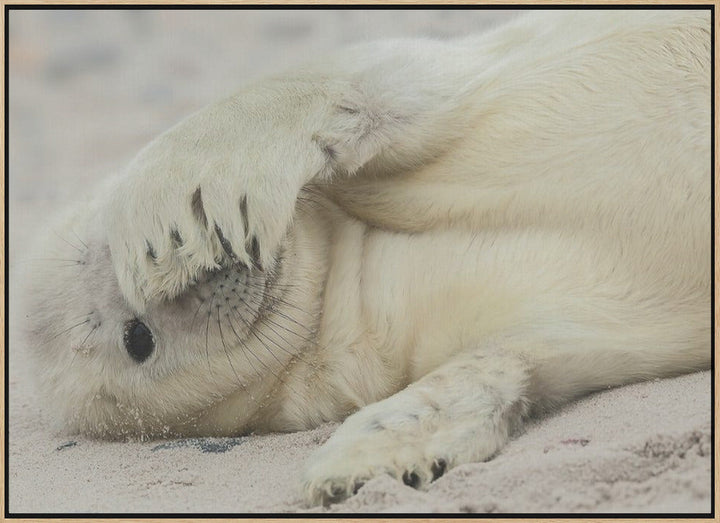 Peekaboo - Stretched Canvas, Poster or Fine Art Print I Heart Wall Art