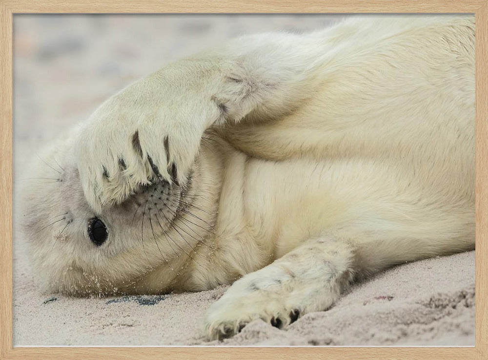 Peekaboo - Stretched Canvas, Poster or Fine Art Print I Heart Wall Art