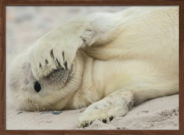 Peekaboo - Stretched Canvas, Poster or Fine Art Print I Heart Wall Art