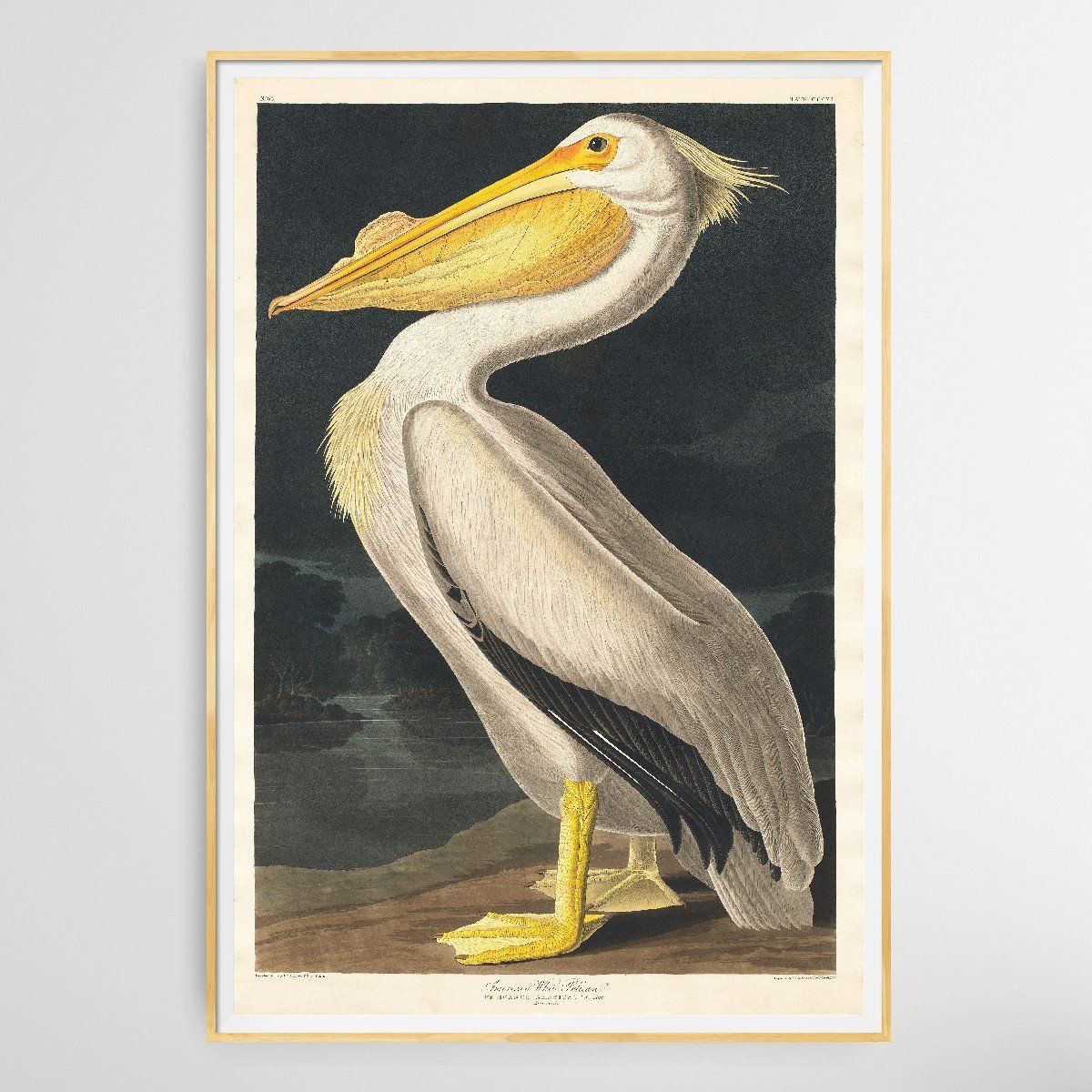 Pelicanus Americanus I Heart Wall Art Australia 
