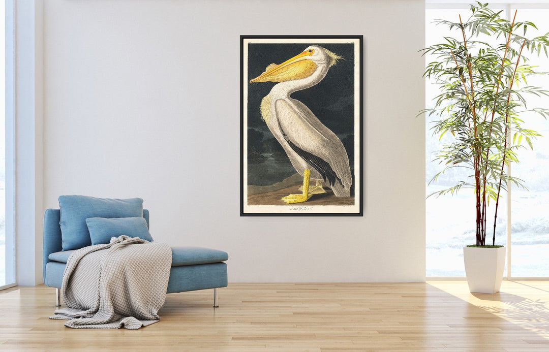 Pelicanus Americanus I Heart Wall Art Australia 