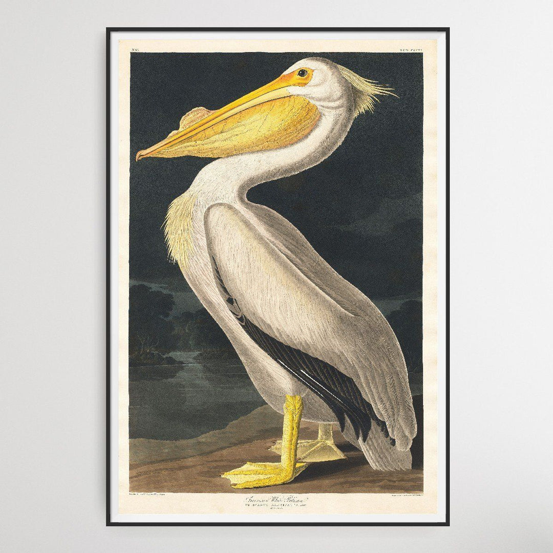 Pelicanus Americanus I Heart Wall Art Australia 