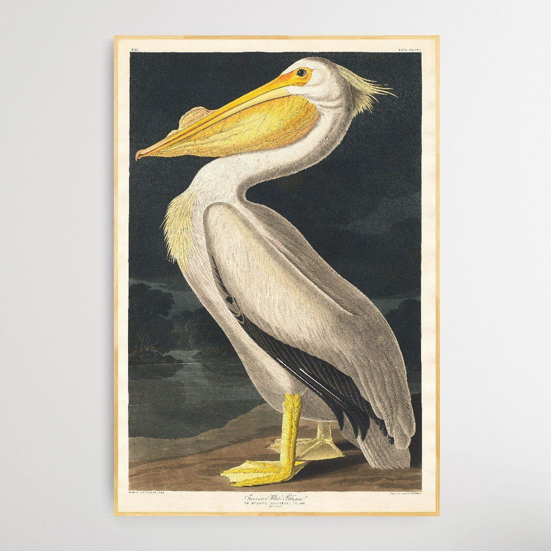 Pelicanus Americanus I Heart Wall Art Australia 