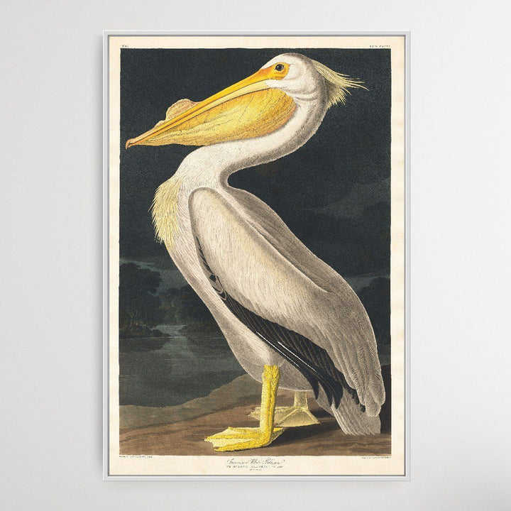 Pelicanus Americanus I Heart Wall Art Australia 
