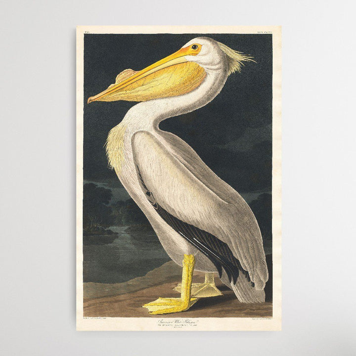 Pelicanus Americanus I Heart Wall Art Australia 