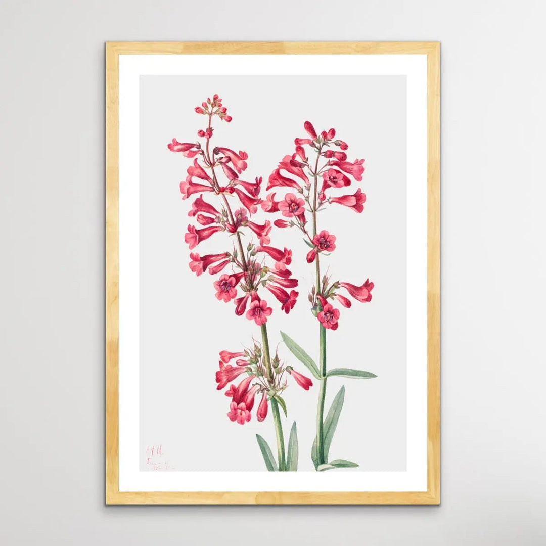Penstemon Parryi (1927) by Mary Vaux Walcott - I Heart Wall Art