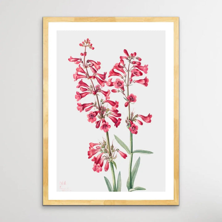 Penstemon Parryi (1927) by Mary Vaux Walcott - I Heart Wall Art