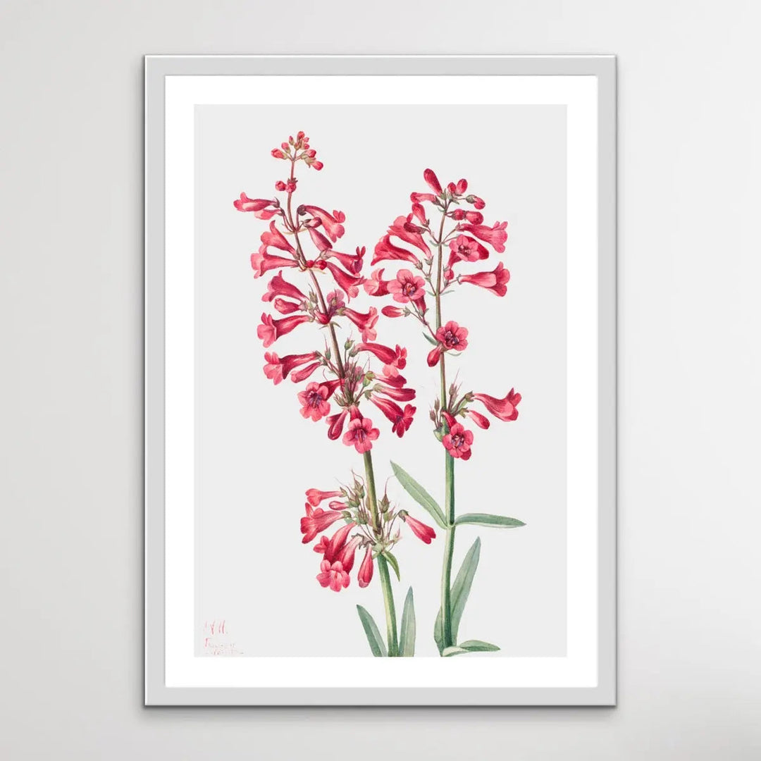 Penstemon Parryi (1927) by Mary Vaux Walcott - I Heart Wall Art