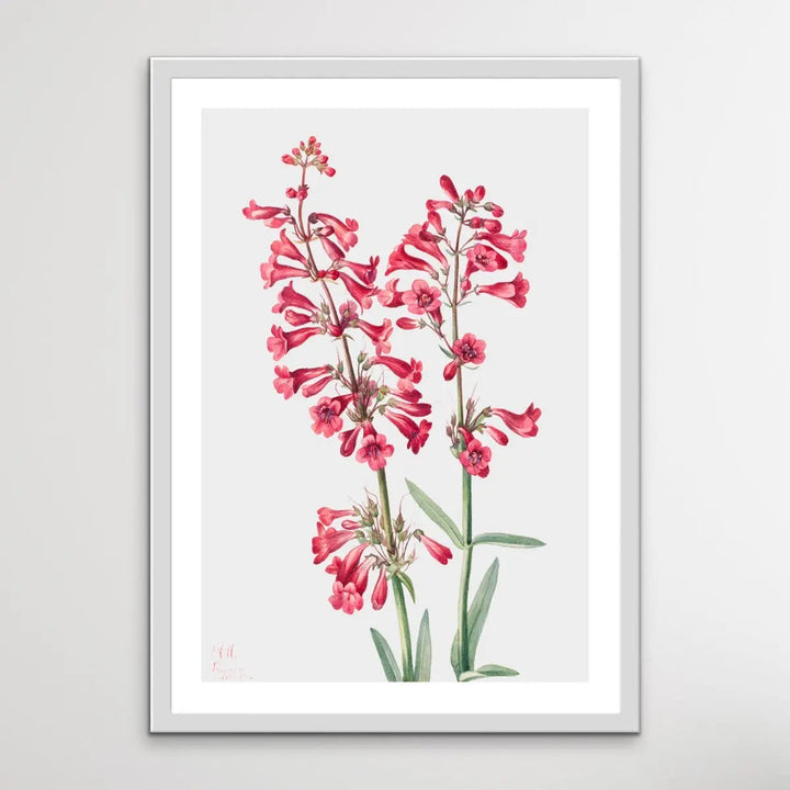 Penstemon Parryi (1927) by Mary Vaux Walcott - I Heart Wall Art