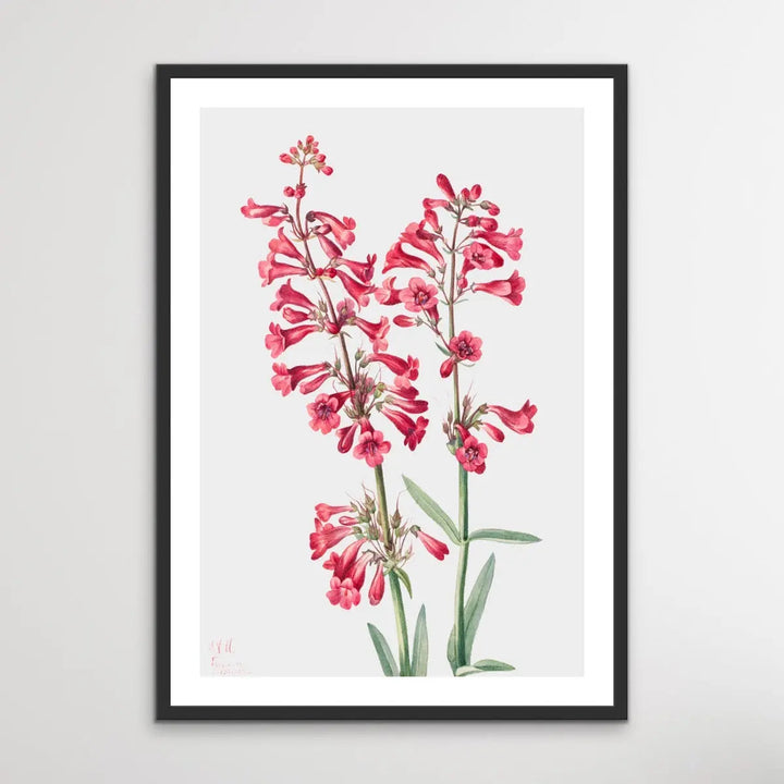 Penstemon Parryi (1927) by Mary Vaux Walcott - I Heart Wall Art