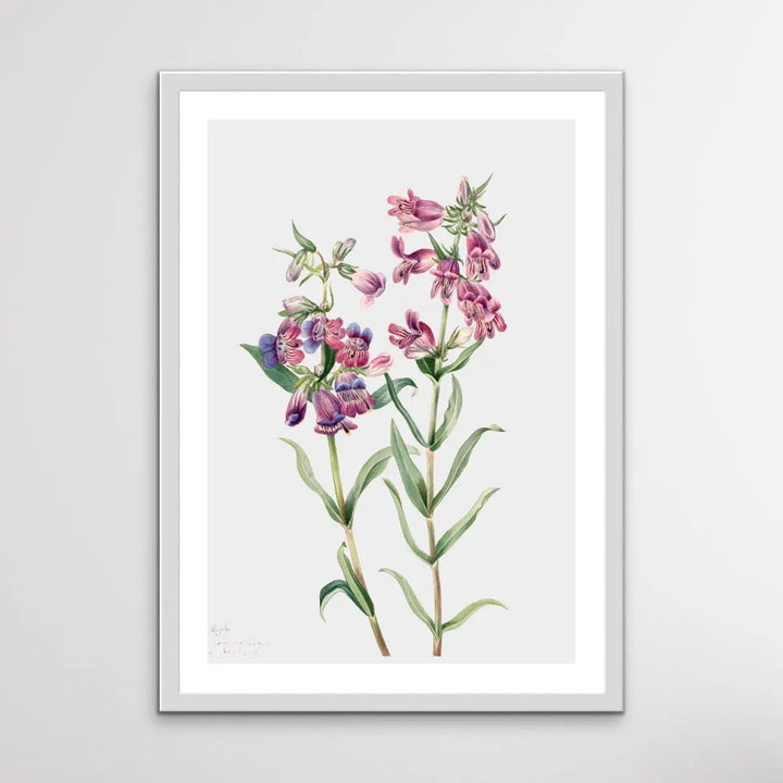 Pentstemon Erianthera (1923) by Mary Vaux Walcott - I Heart Wall Art