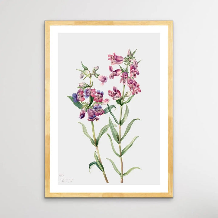 Pentstemon Erianthera (1923) by Mary Vaux Walcott - I Heart Wall Art