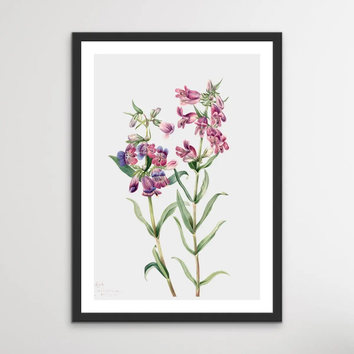 Pentstemon Erianthera (1923) by Mary Vaux Walcott - I Heart Wall Art