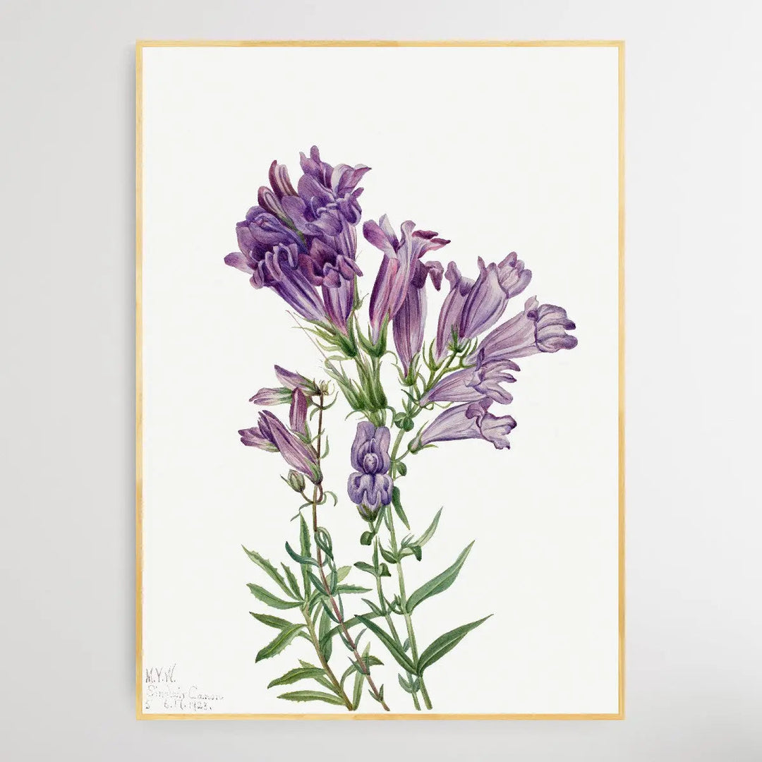 Pentstemon lyallii (1923) by Mary Vaux Walcott I Heart Wall Art Australia 