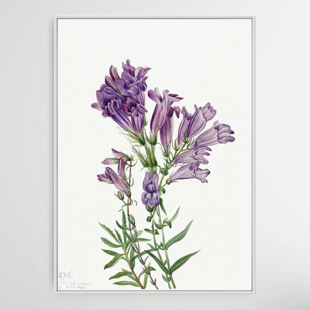 Pentstemon lyallii (1923) by Mary Vaux Walcott I Heart Wall Art Australia 