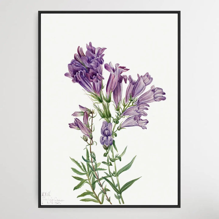 Pentstemon lyallii (1923) by Mary Vaux Walcott I Heart Wall Art Australia 
