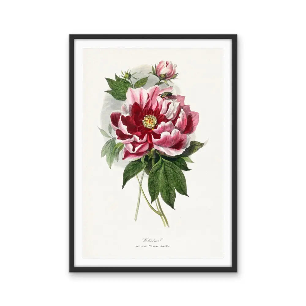 Peony Flower Painting By Paul Gervais - Vintage Botanical Floral Illustration (Copy) I Heart Wall Art Australia