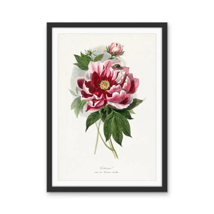 Peony Flower Painting By Paul Gervais - Vintage Botanical Floral Illustration (Copy) I Heart Wall Art Australia