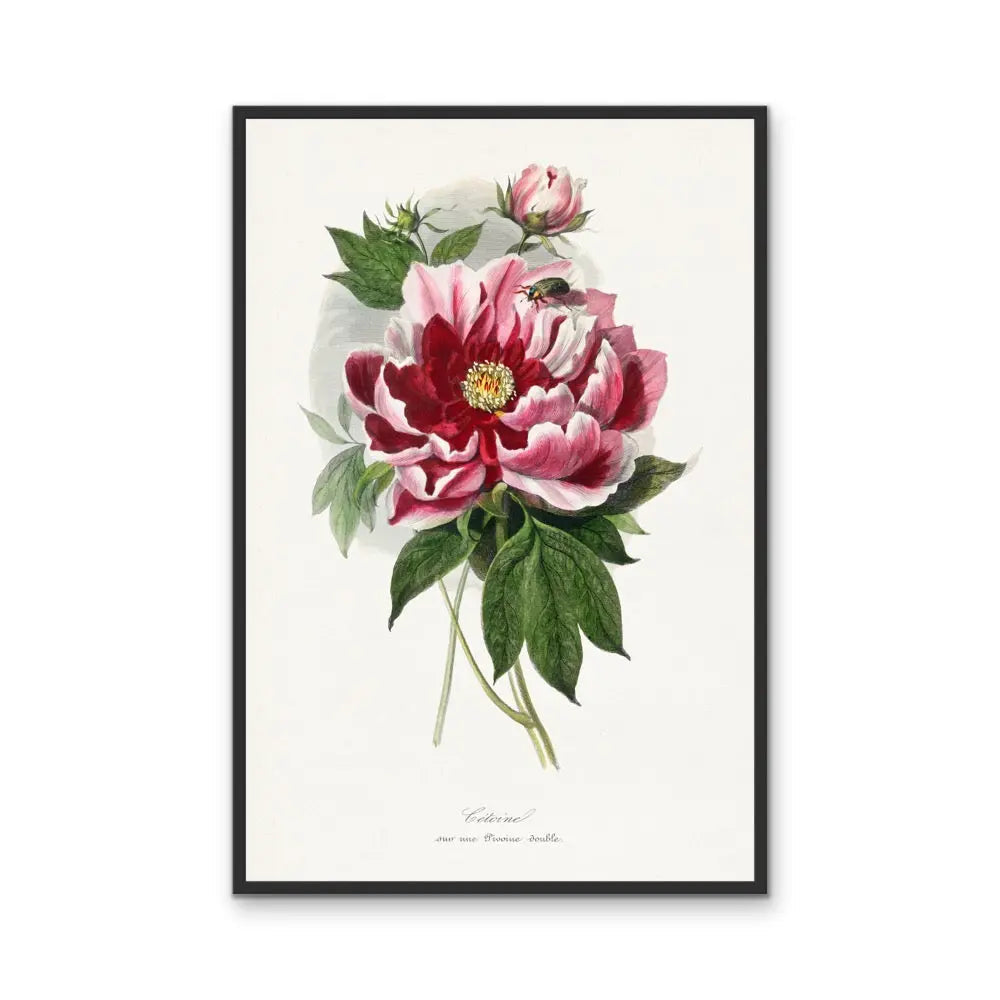 Peony Flower Painting By Paul Gervais - Vintage Botanical Floral Illustration (Copy) I Heart Wall Art Australia