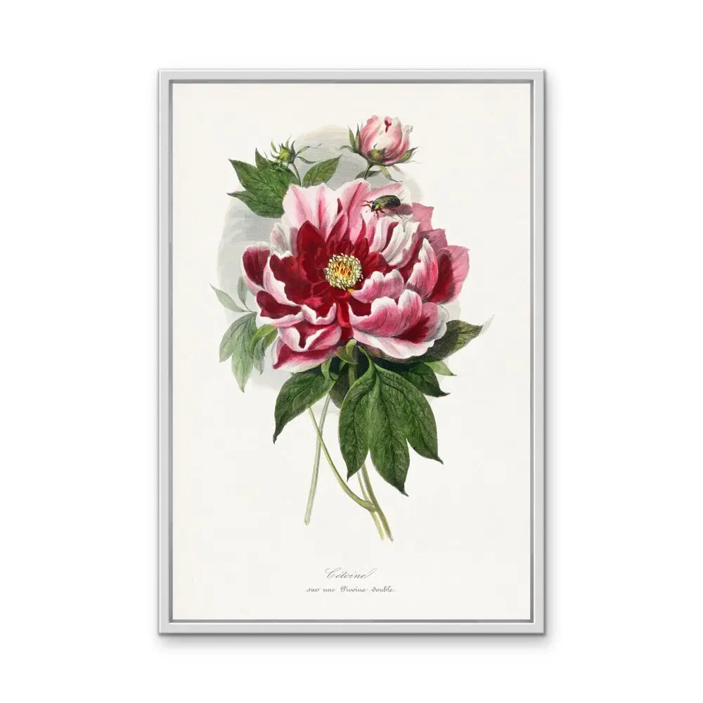 Peony Flower Painting By Paul Gervais - Vintage Botanical Floral Illustration (Copy) I Heart Wall Art Australia