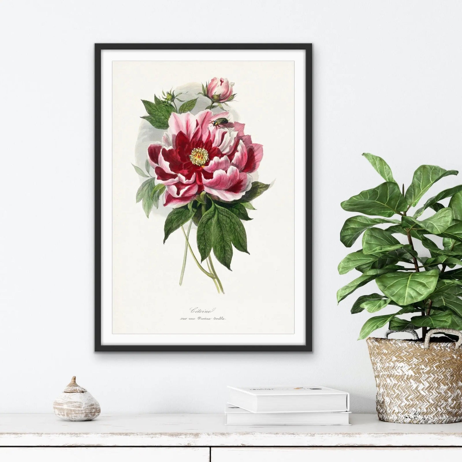 Peony Flower Painting By Paul Gervais - Vintage Botanical Floral Illustration (Copy) I Heart Wall Art Australia