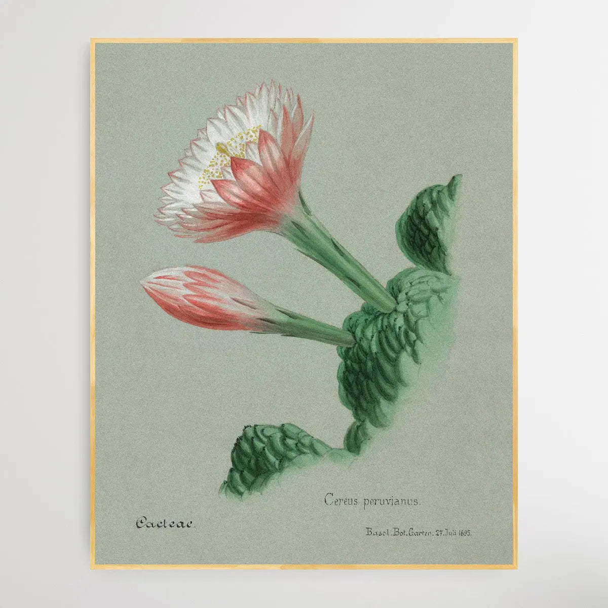 Peruvian apple cactus I Heart Wall Art Australia 