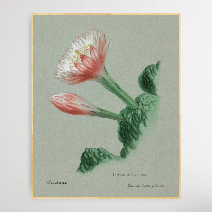 Peruvian apple cactus I Heart Wall Art Australia 