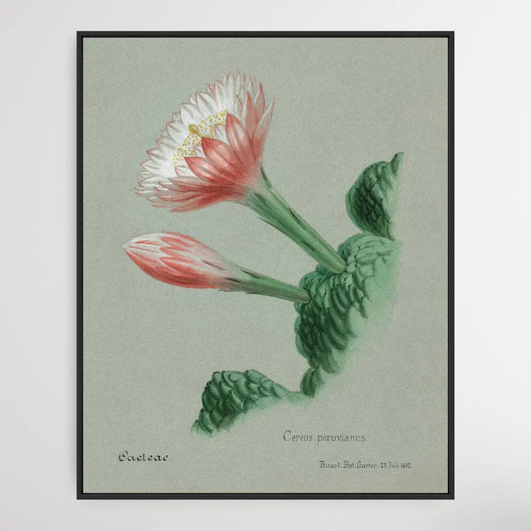 Peruvian apple cactus I Heart Wall Art Australia 