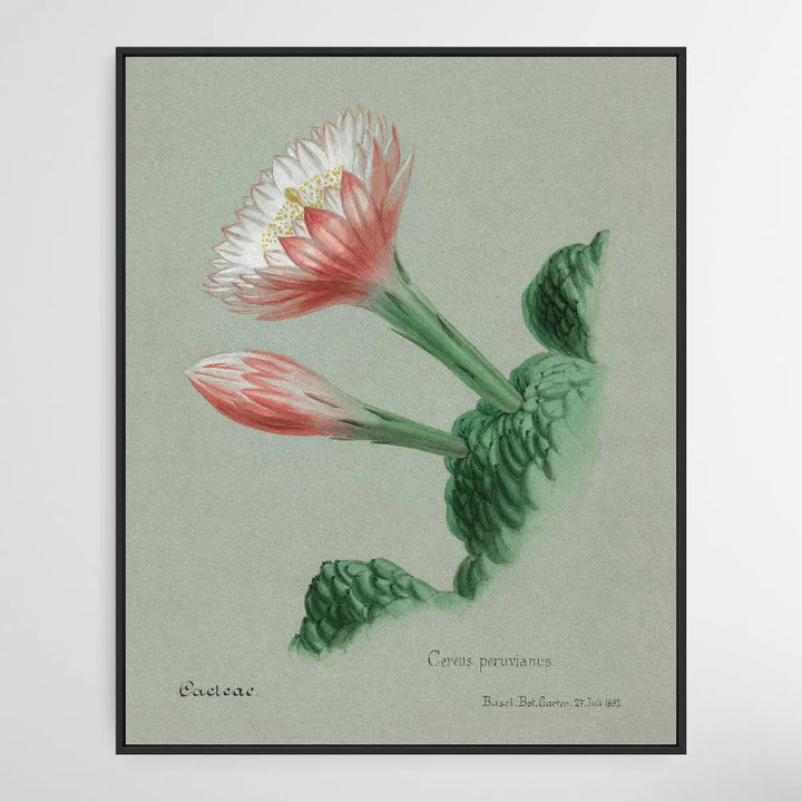 Peruvian apple cactus I Heart Wall Art Australia 