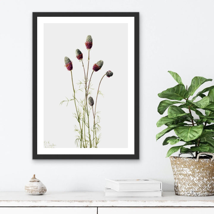 Petalostemon Purpureum (1927) by Mary Vaux Walcott - I Heart Wall Art