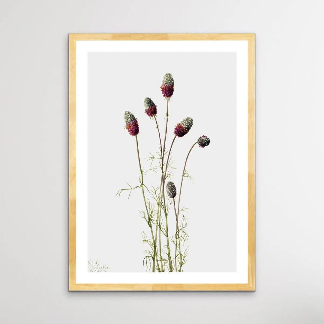 Petalostemon Purpureum (1927) by Mary Vaux Walcott - I Heart Wall Art