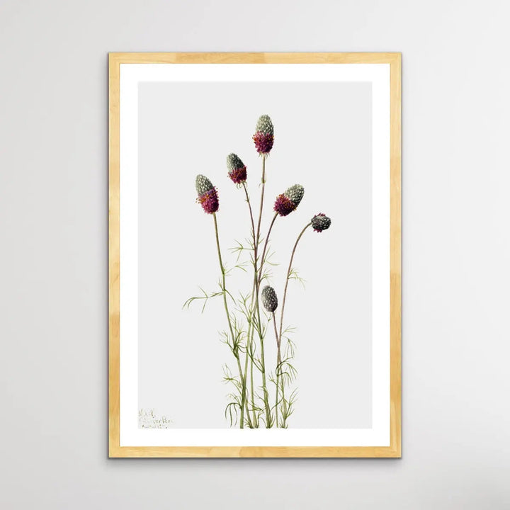 Petalostemon Purpureum (1927) by Mary Vaux Walcott - I Heart Wall Art