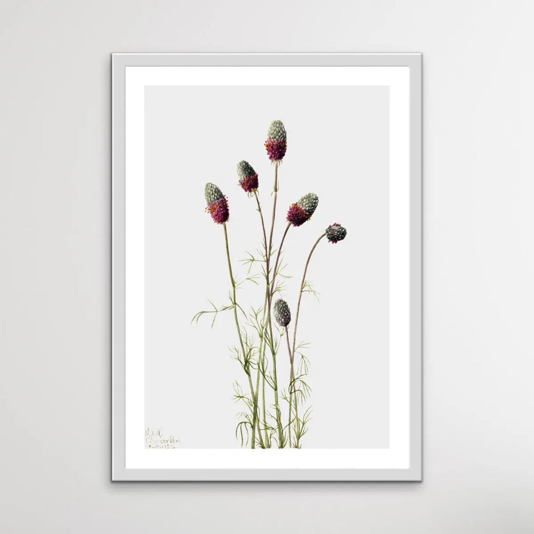 Petalostemon Purpureum (1927) by Mary Vaux Walcott - I Heart Wall Art