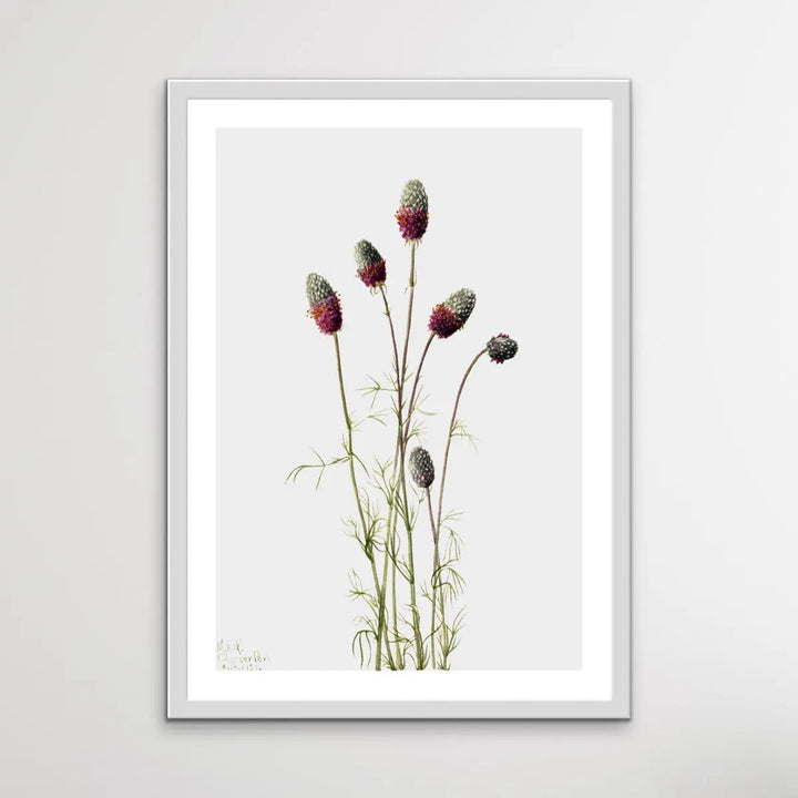 Petalostemon Purpureum (1927) by Mary Vaux Walcott - I Heart Wall Art